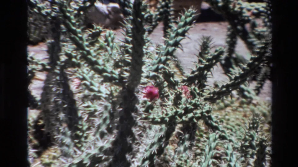 Close 1980 Big Sur home-movie view of spiny cactus stems, pink blossoms, sandy ground, and clustered desert plants.