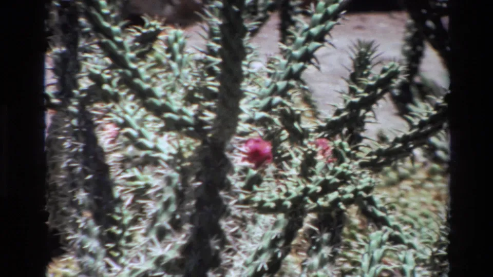 Final 1980 Big Sur frame of dense spiky cactus growth with pink flowers, dry soil, and soft home-movie focus.