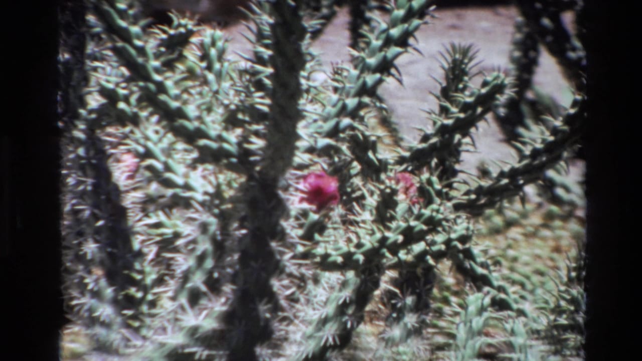 1980 Big Sur 8mm frame showing dense cactus branches and pads with pink blooms in bright outdoor light.
