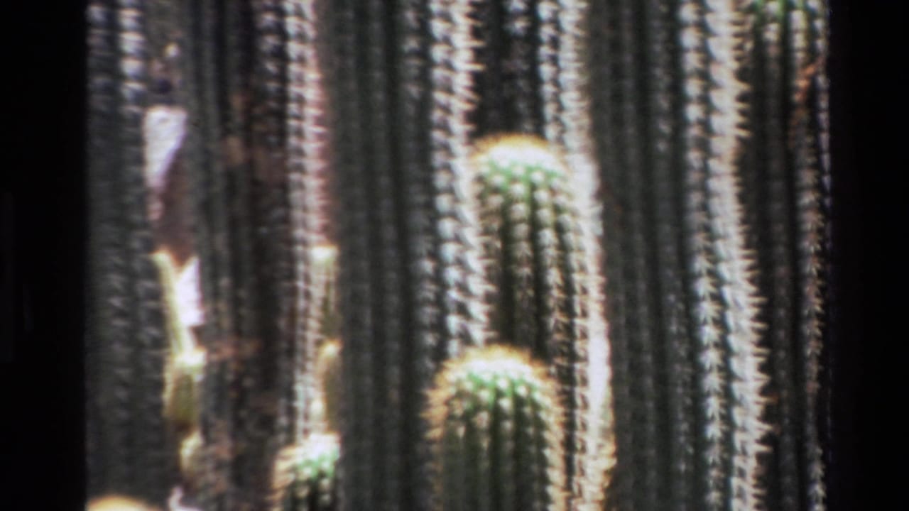 Tall ribbed columnar cacti with pale spines in close view.