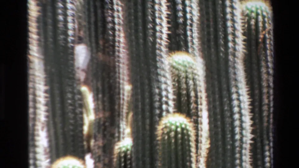 1980 Big Sur 8mm frame showing clustered tall cacti with rounded tops, ribbed sides, and pale spines.
