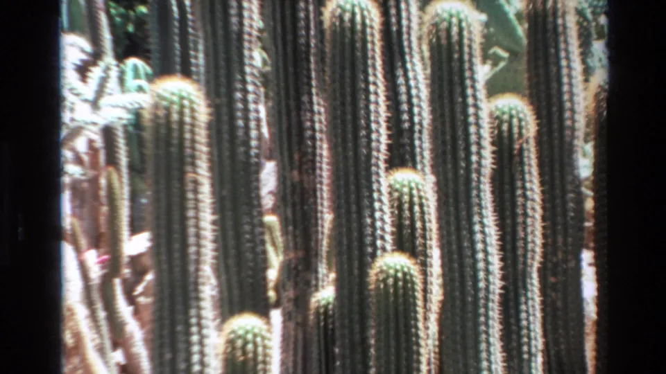 1980 Big Sur 8mm frame of tall ribbed cacti and surrounding stems, with grain and dark 8mm borders visible.