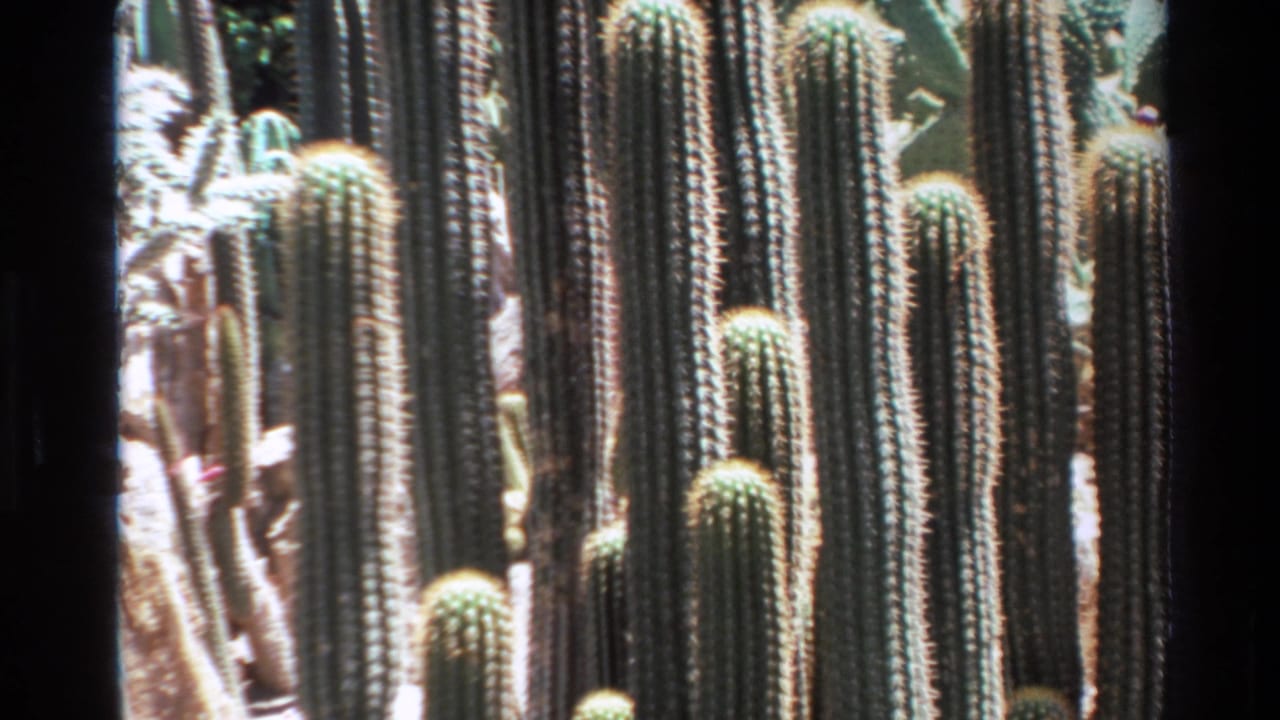 1980 Big Sur home-movie frame showing dense columnar cacti, spines, and strong sun exposure.
