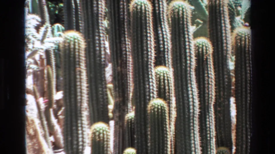 1980 Big Sur home-movie frame showing dense columnar cacti, spines, and strong sun exposure.