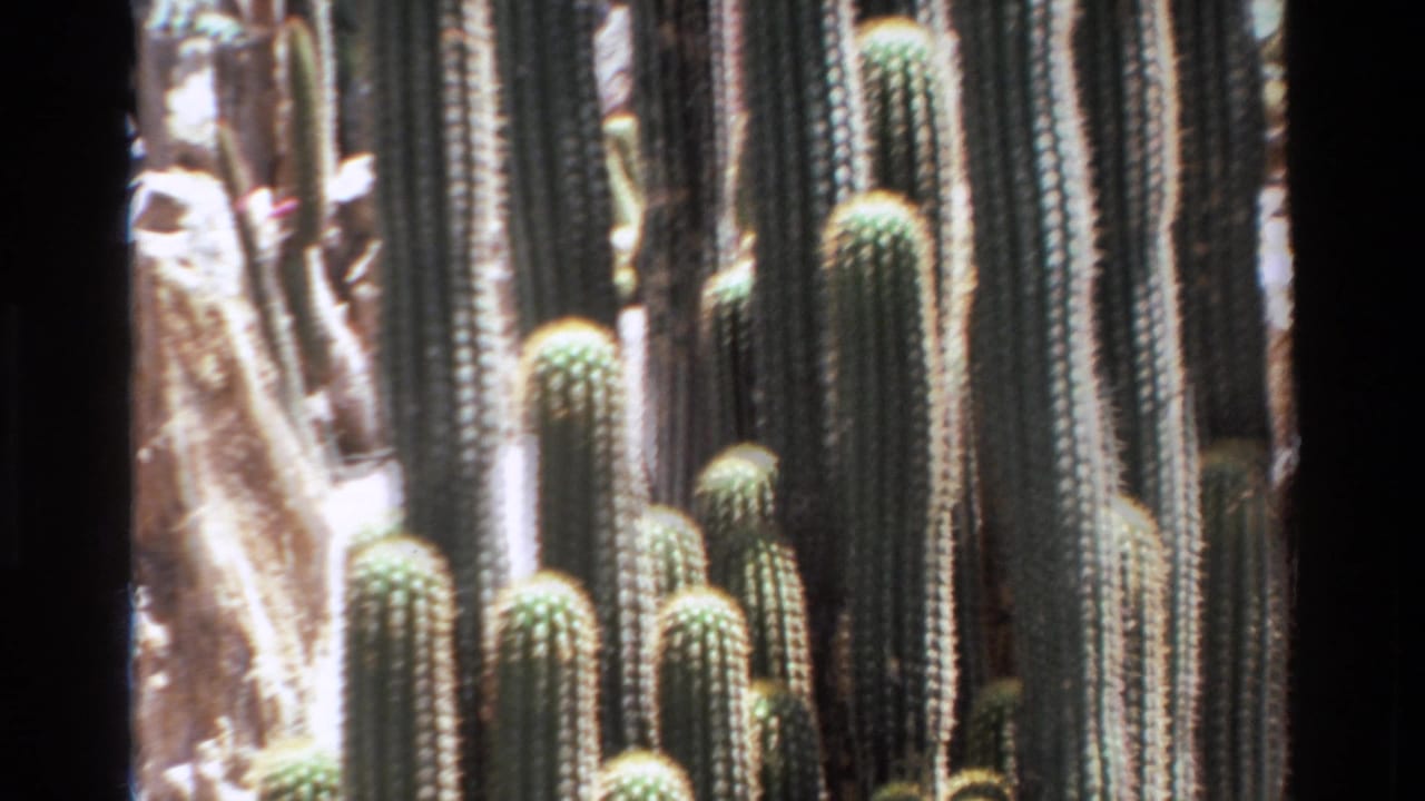 1980 Big Sur 8mm frame with tall cactus columns, pale rocky background, and visible film-edge shadow.