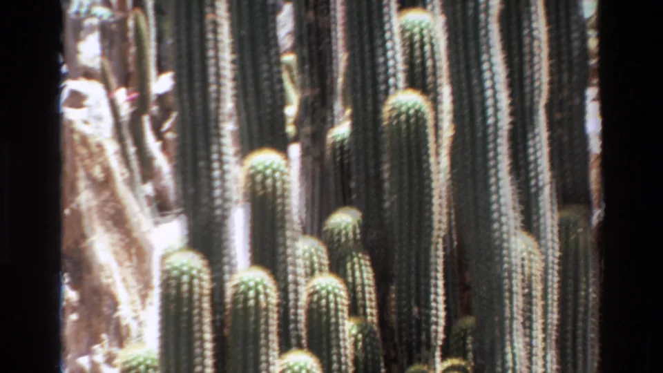 1980 Big Sur 8mm frame with tall cactus columns, pale rocky background, and visible film-edge shadow.