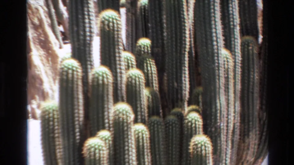 1980 Big Sur home-movie frame showing lower cactus stems, smaller growths, and sunlit dry ground.