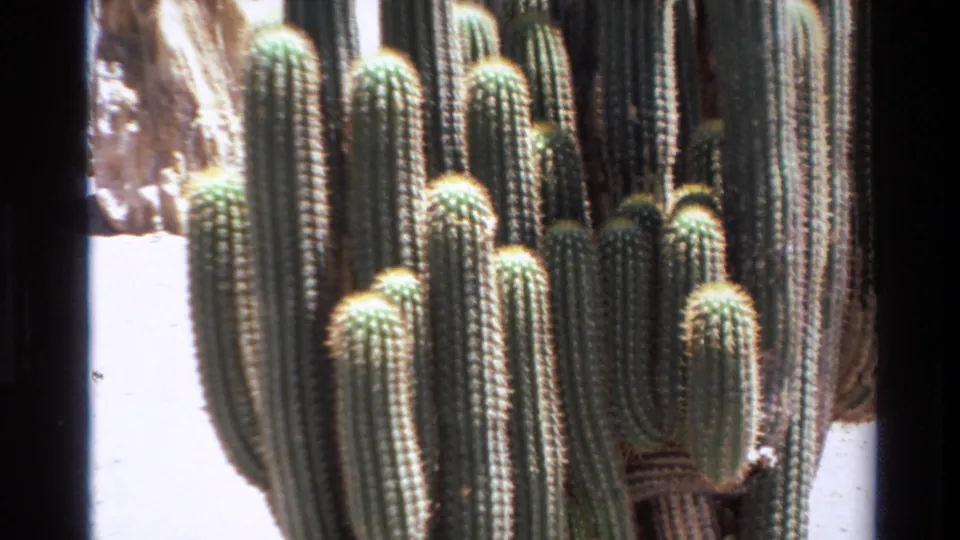 1980 Big Sur 8mm frame with varied cactus heights, spiny ribbed columns, and bright exposed ground.