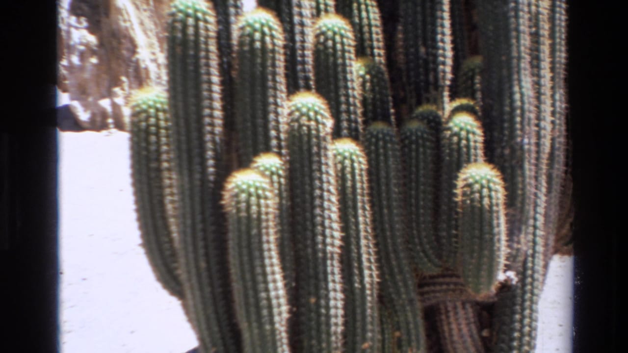 1980 8mm Big Sur footage showing a close view of tall green columnar cacti under harsh daylight.