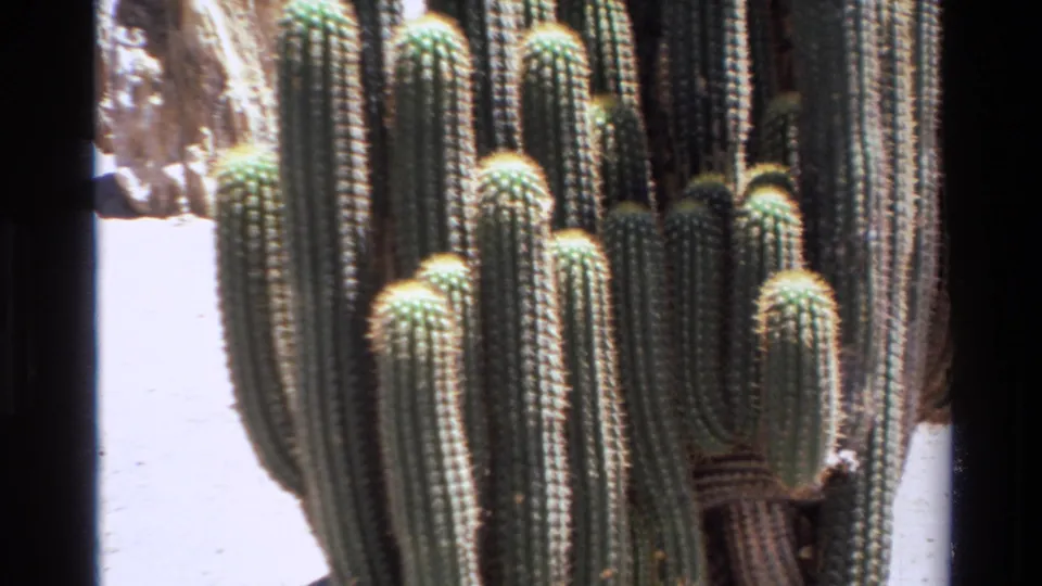 1980 8mm Big Sur footage showing a close view of tall green columnar cacti under harsh daylight.