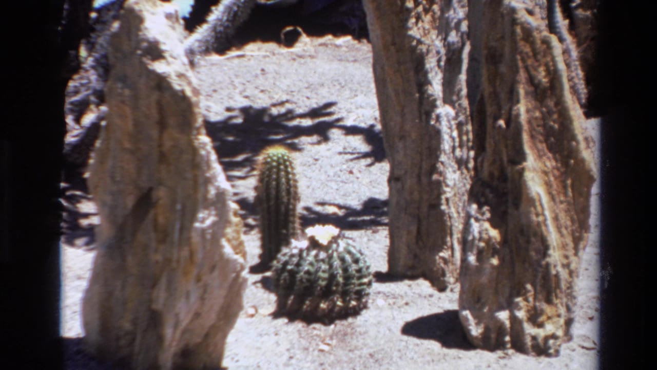 Cacti and weathered vertical rocks on pale sandy ground in strong sunlight.
