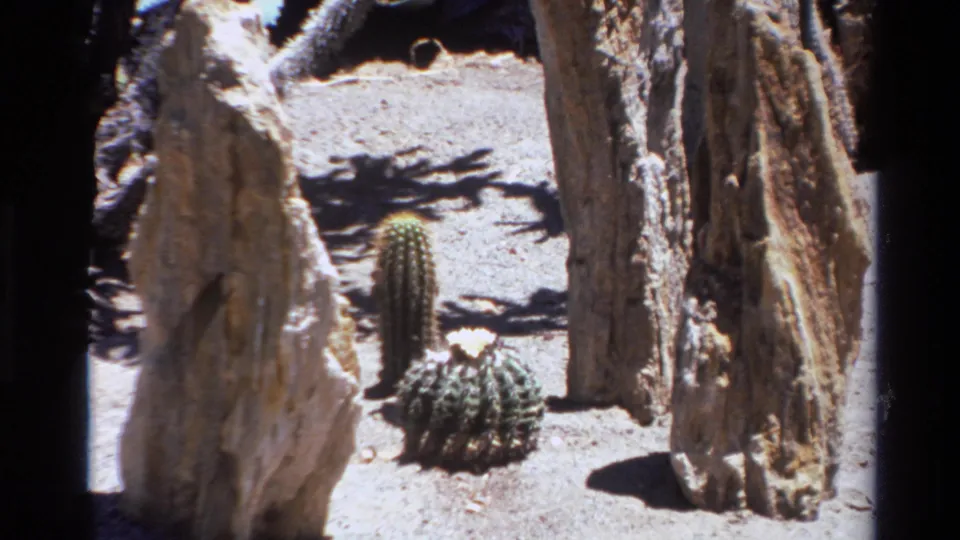 1980 8mm Big Sur frame with a small cactus grouping between tall weathered rocks on pale ground.