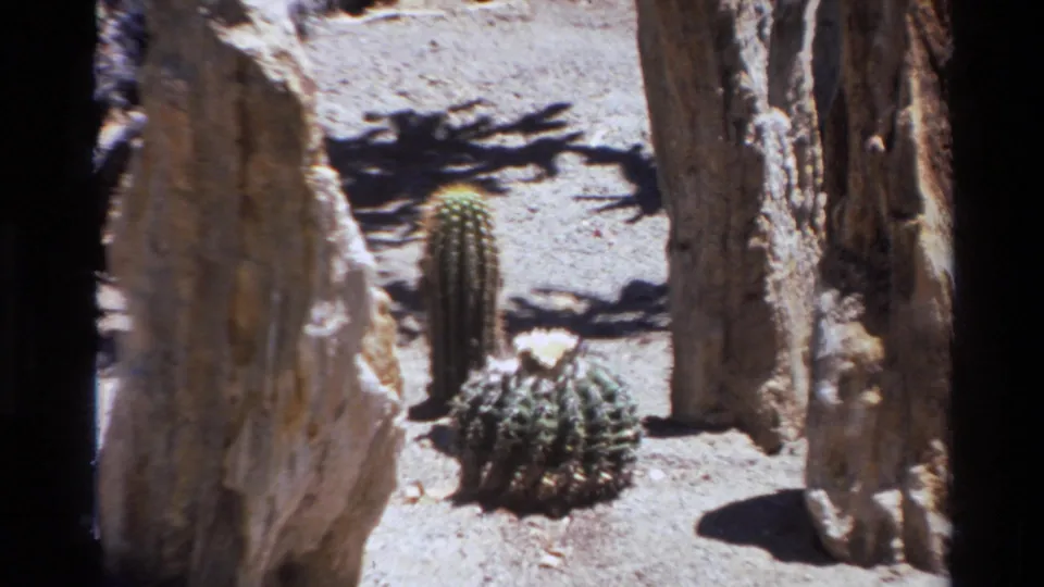 1980 8mm Big Sur view of a round cactus with a pale bloom, an upright cactus, and tall rock forms.