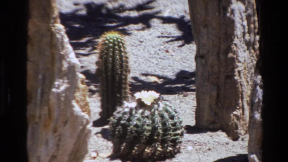 1980 8mm Big Sur frame centered on a round flowering cactus, upright cactus, pale sand, and vertical boulders.