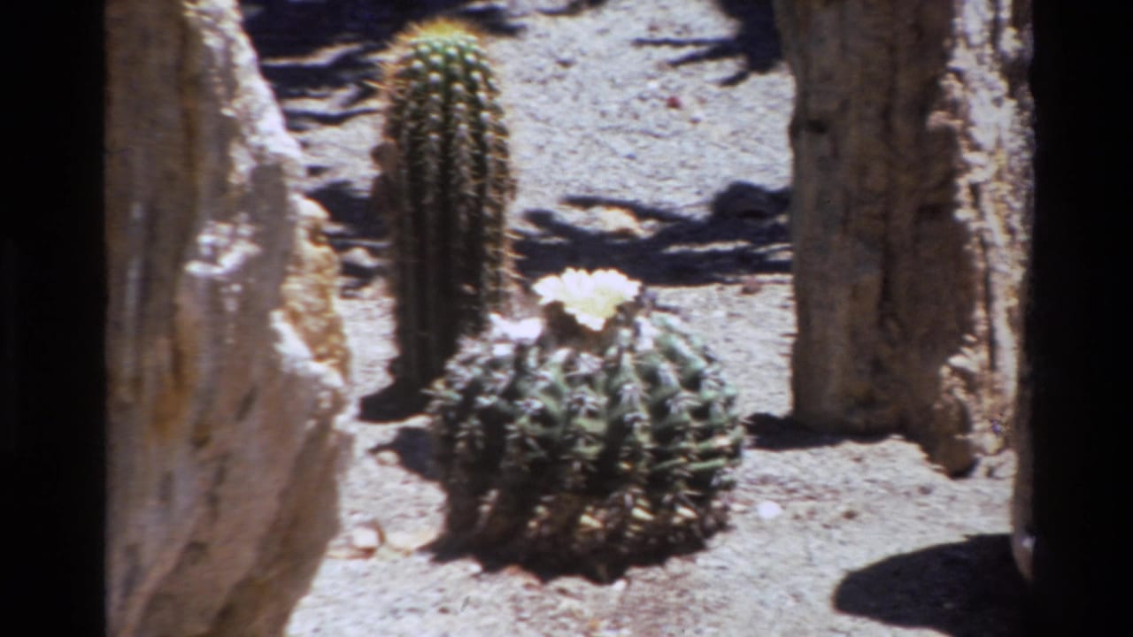 1980 8mm footage from Big Sur, California, showing a round cactus with a pale flower before a taller cactus and sunlit rocks.