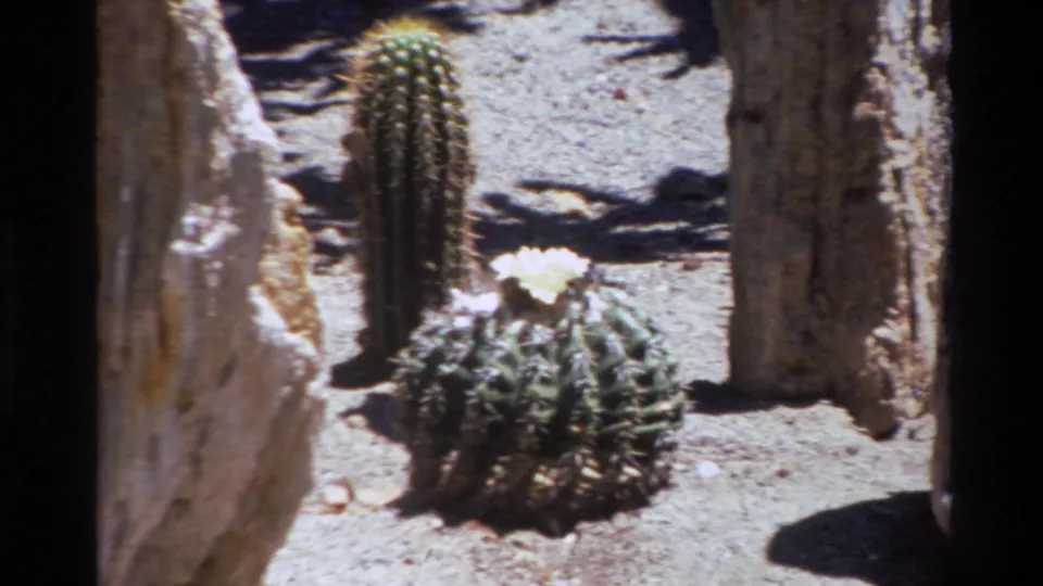 1980 8mm footage from Big Sur, California, showing a round cactus with a pale flower before a taller cactus and sunlit rocks.