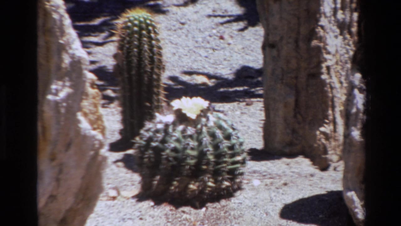 Big Sur 1980 home-movie frame with a pale flower on a round cactus, a taller cactus behind it, and rocks casting dark shadows.