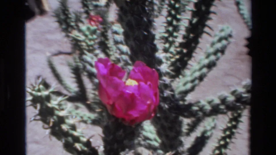 Close 1980 8mm view of a magenta cactus bloom set among spiny green cactus stems in the Big Sur footage.