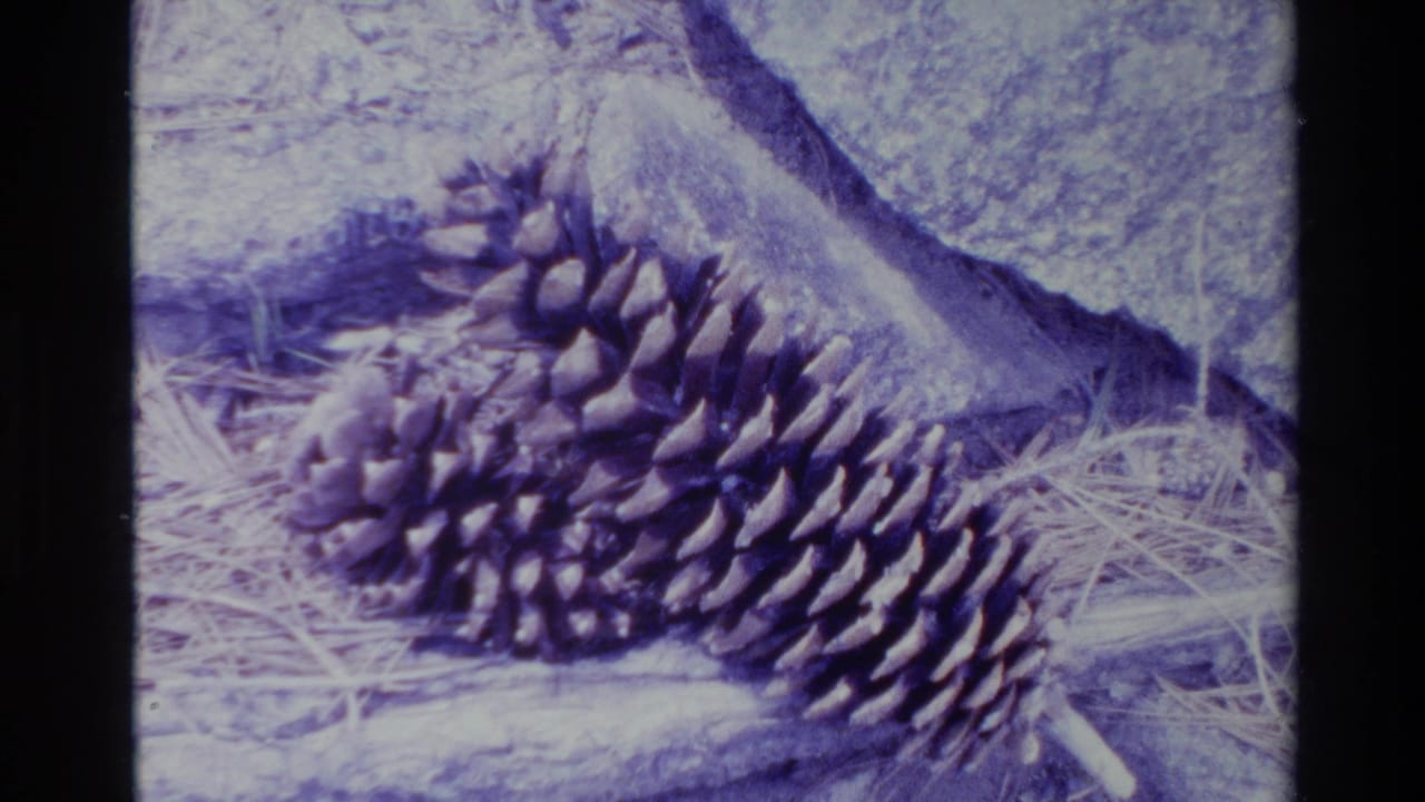 1980 Big Sur 8mm frame showing three pine cones of different sizes on a forest floor with dry needles and rocks.