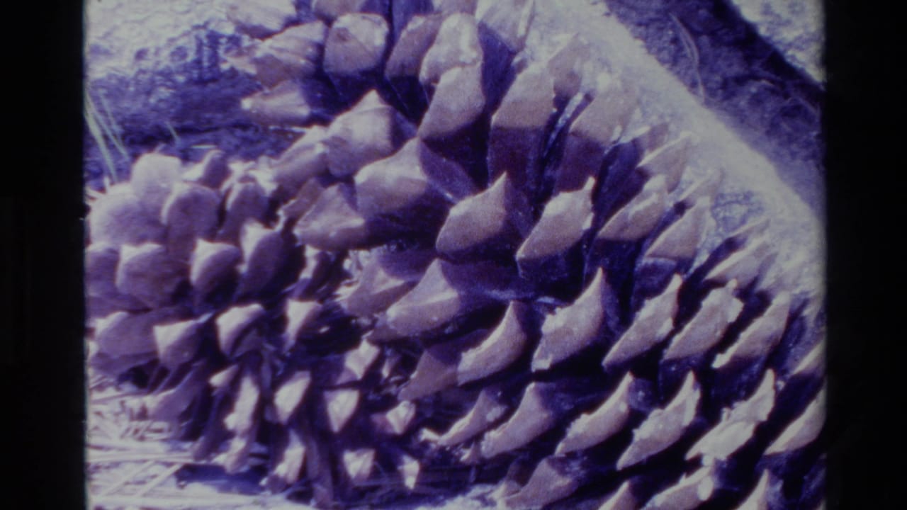Closer 1980 Big Sur home-movie frame of a pine cone, emphasizing layered scales, dry needles, and surrounding ground texture.