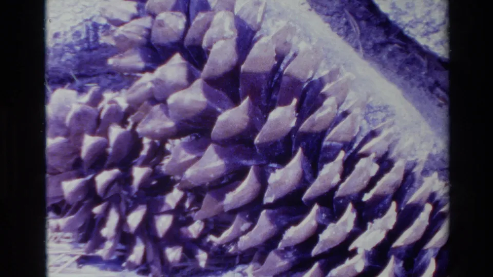 1980 Big Sur 8mm close-up of a large pine cone with layered scales, dry needles, and pale rock or bark in the background.