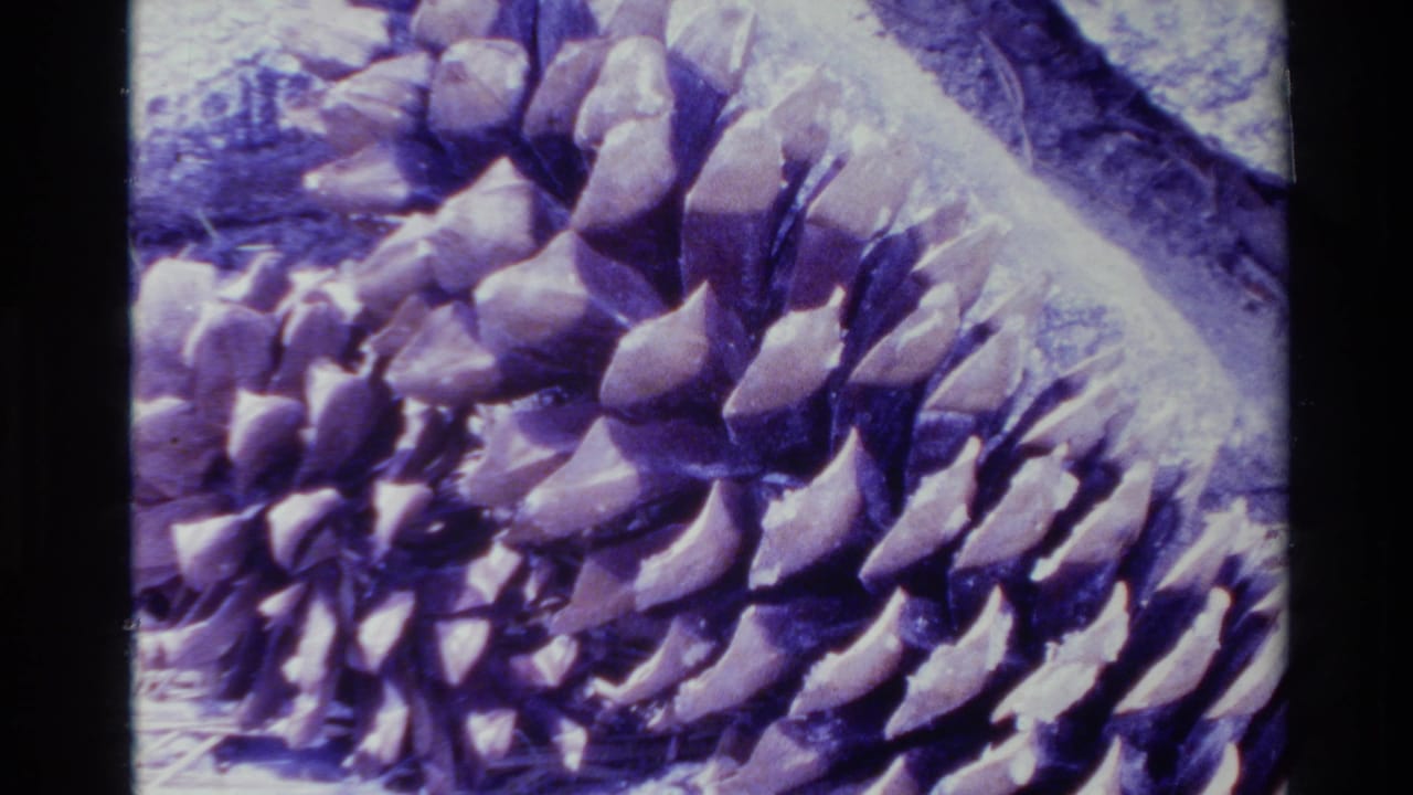 1980 Big Sur 8mm close-up showing pinecone scales on a woody surface with purple color shift, grain, and dark film borders.