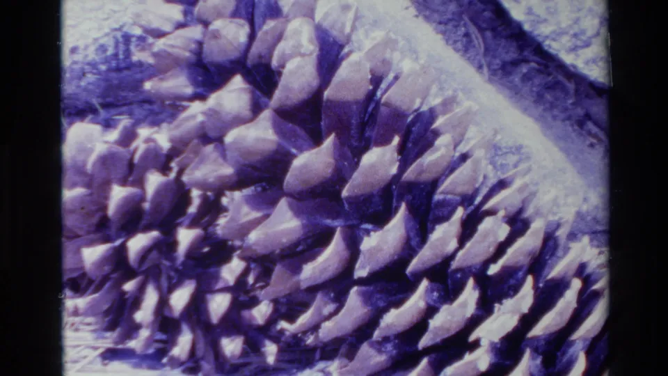 1980 Big Sur 8mm close-up showing pinecone scales on a woody surface with purple color shift, grain, and dark film borders.