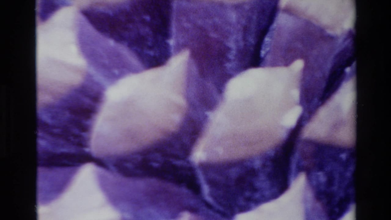 Soft close-up of pinecone bracts with strong purple tint and shallow focus.
