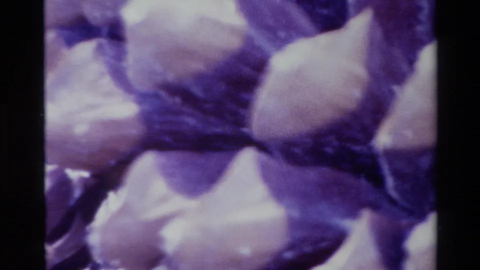 Close 8mm view of pinecone scales in Big Sur, California, with shallow focus, pale highlights, and pronounced purple film cast.
