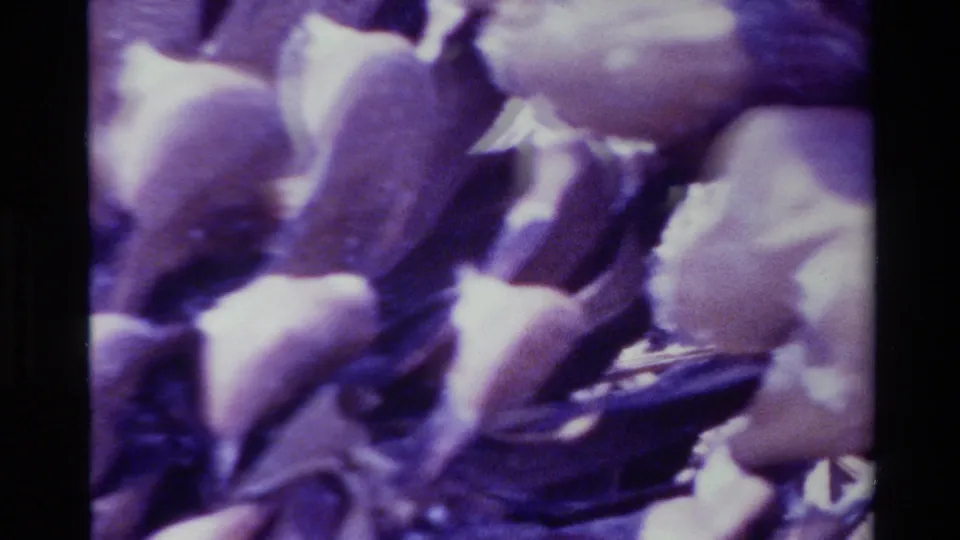 Tight 1980 Big Sur 8mm frame showing overlapping pinecone scales, dark crevices, purple color shift, and visible home-movie grain.