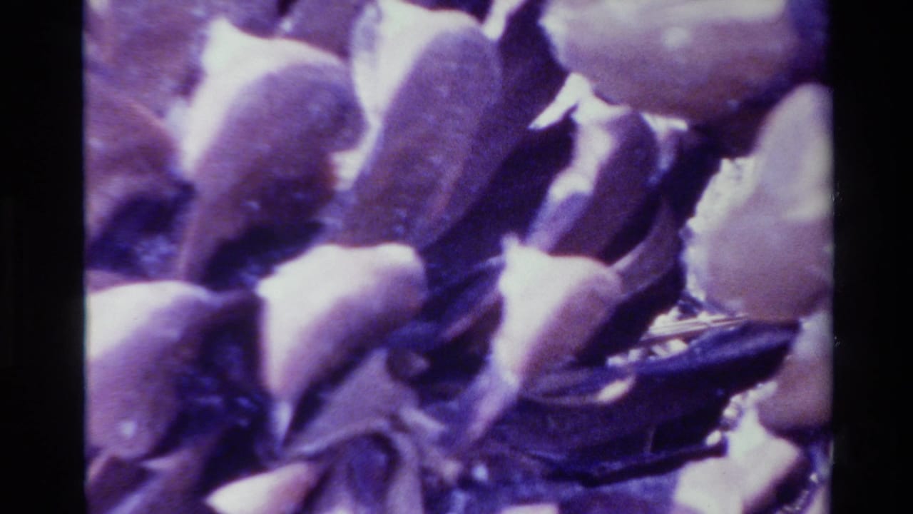1980 Big Sur 8mm home-movie close-up of pinecone scales, softly focused with purple color shift and visible film grain.
