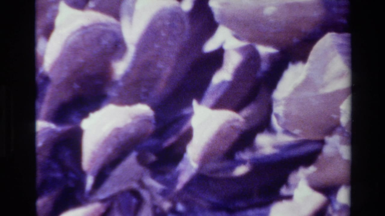 Big Sur 1980 home-movie frame showing pinecone scales in close detail, with soft focus, grain, and magenta-purple film drift.