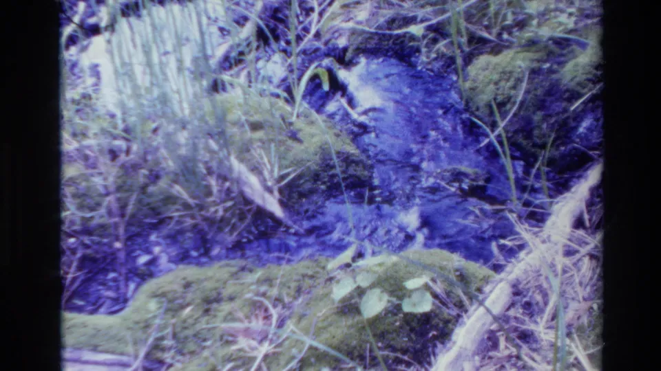 1980 Big Sur 8mm frame of moss, grasses, twigs, and a small forest stream channel, shifted toward blue and purple tones.