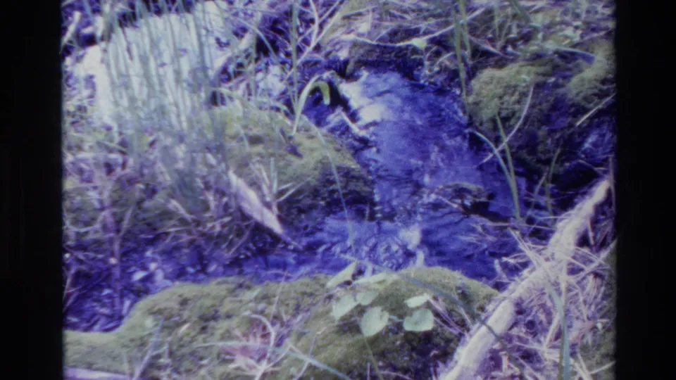 Big Sur 1980 home-movie view of a mossy forest floor and narrow stream, with grass stems, twigs, and visible 8mm color shift.