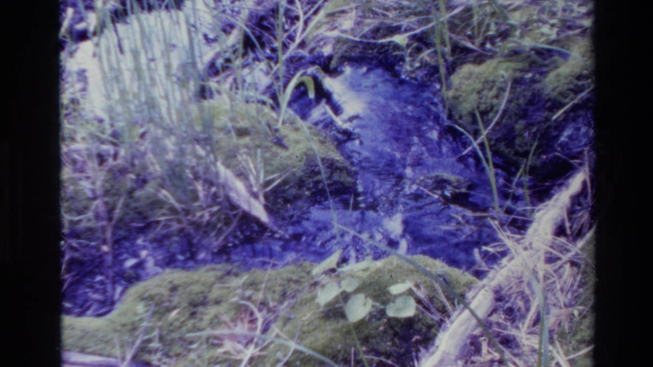 1980 Big Sur 8mm frame of a narrow forest stream flowing past moss-covered rocks and tangled bankside grasses.