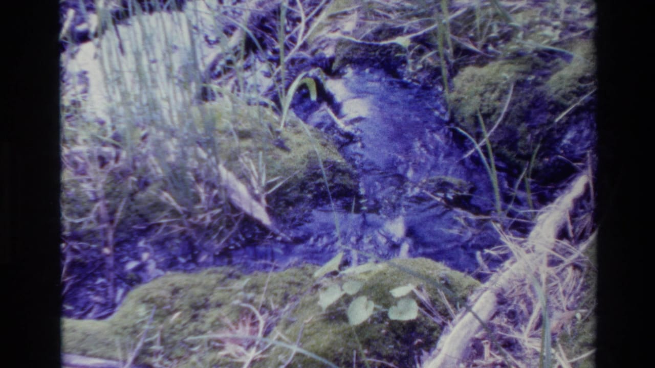 Mossy stream bank with dark water, grasses, leaves, and a pale branch crossing the frame.