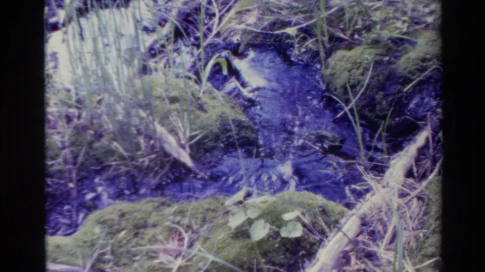 1980 Big Sur 8mm frame of a small stream bordered by moss, leafy plants, and tangled grass with purple color shift.