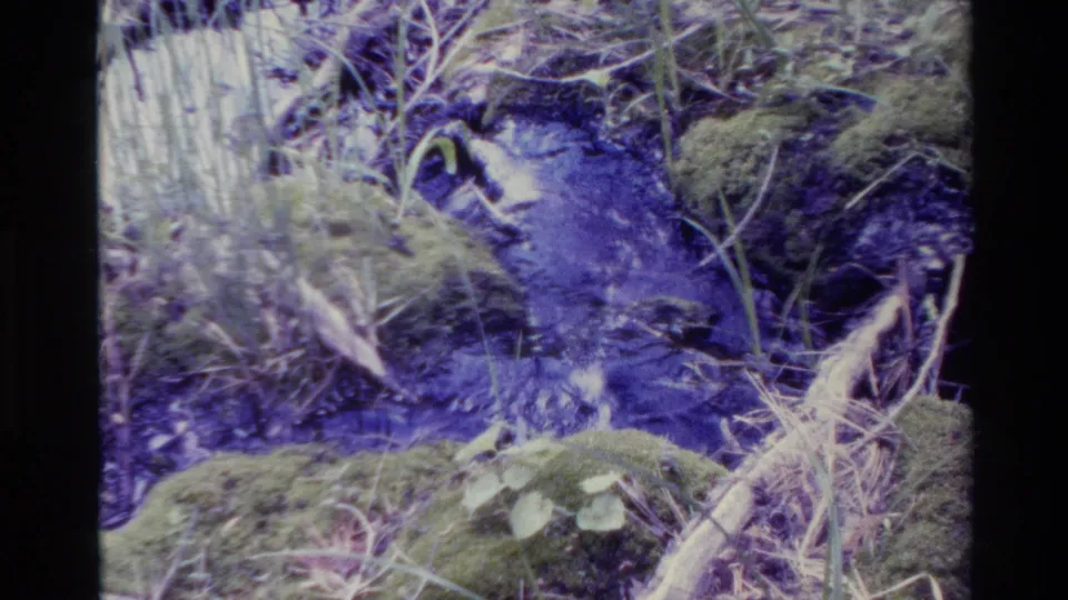 1980 Big Sur 8mm frame showing a narrow stream channel among mossy stones, low leaves, and dry grass stems.