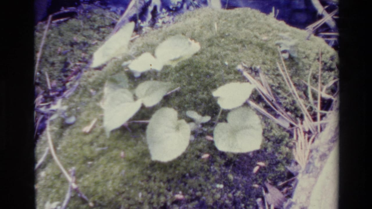 1980 Big Sur 8mm frame showing pale heart-shaped leaves on a moss-covered rock with dry stems and dark forest shadow.
