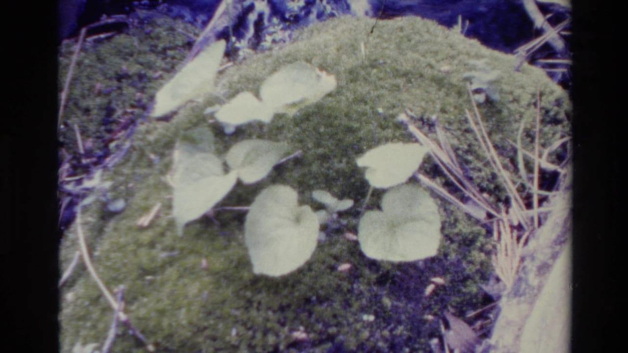 Pale leaves and moss fill the frame beside thin stems.