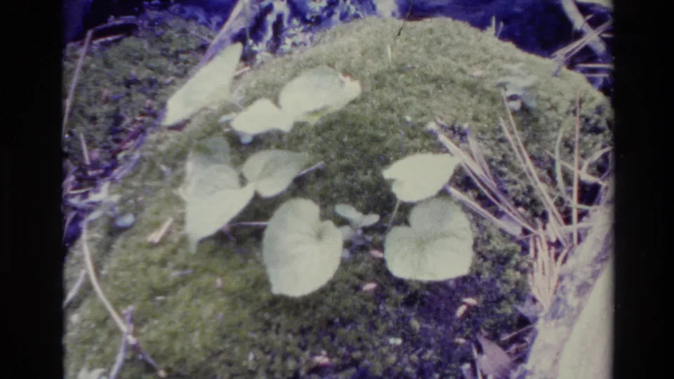 1980 Big Sur 8mm frame with pale green leaves across dense moss, framed by dry stems and soft shadowed edges.