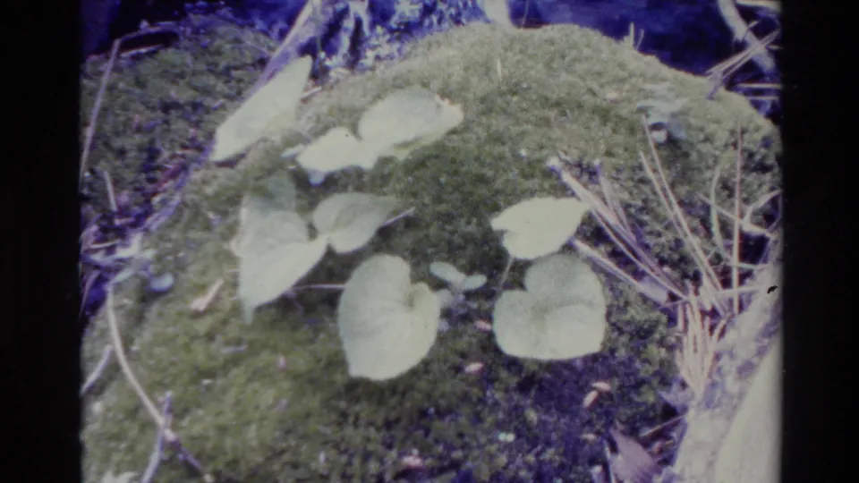 1980 Big Sur 8mm frame showing clustered heart-shaped leaves on moss with visible grain, blue-green color shift, and dry stems.