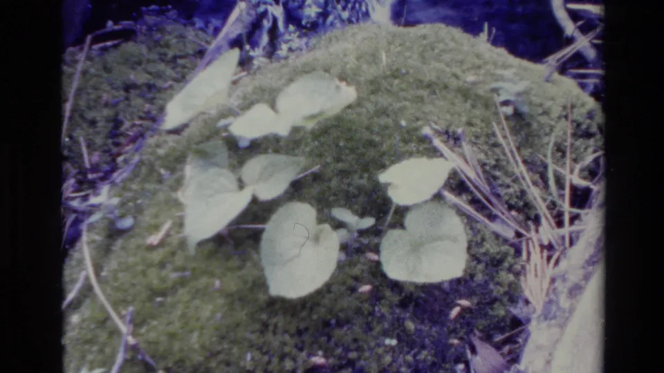 1980 Big Sur 8mm frame of heart-shaped leaves on a mossy rock, with twig stems at right and visible home-movie film texture.