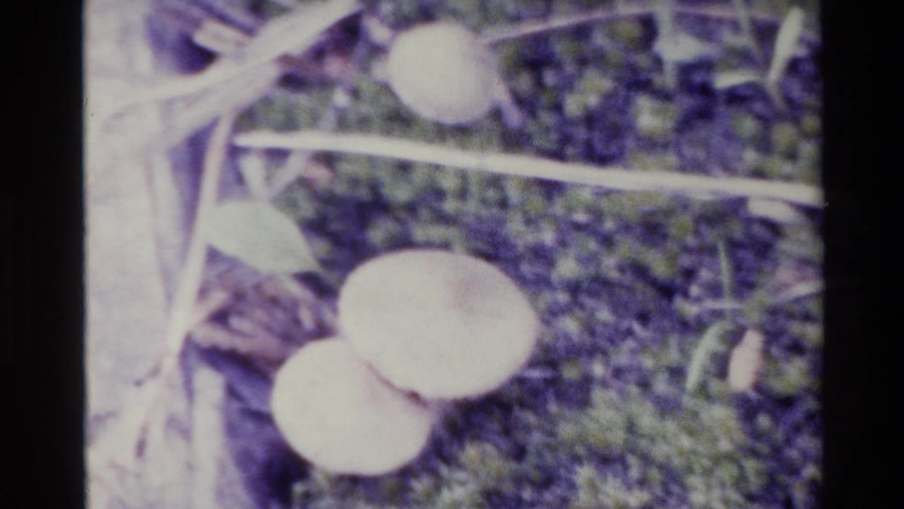 Close-up 1980 Big Sur 8mm frame of pale mushrooms near moss, leaf litter, and small branches on the forest floor.