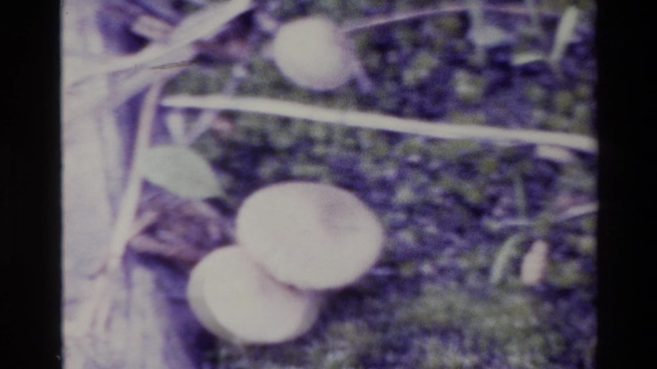 Soft close-up of two pale mushrooms beside moss and forest debris.