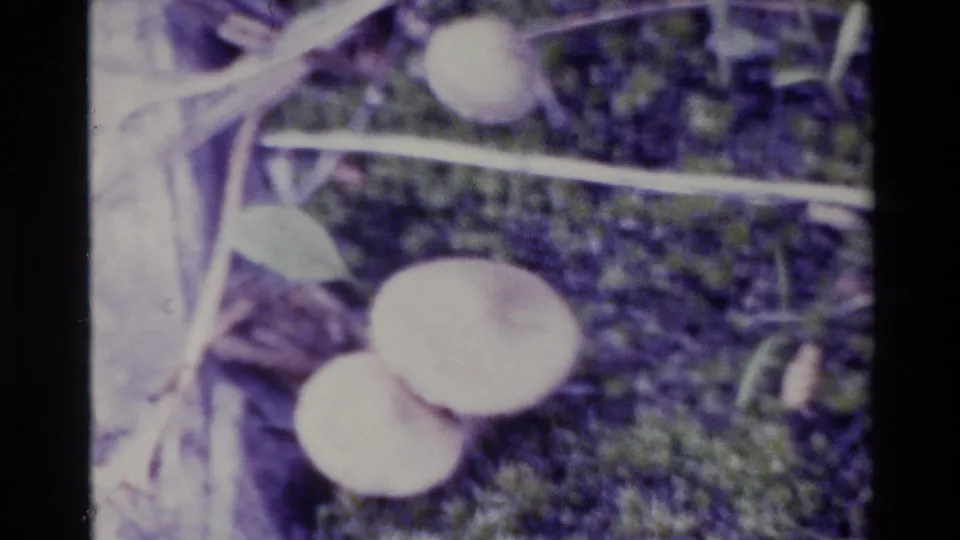 Aged 8mm frame of mushrooms on the Big Sur forest floor, with moss, leaf litter, and pale branches crossing the view.
