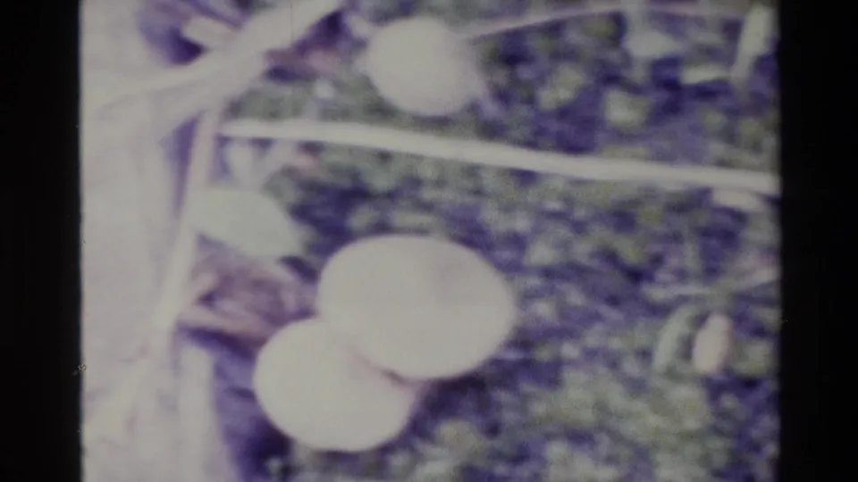 Soft, purple-tinted 1980 Big Sur home-movie frame showing pale mushrooms, moss, and branch fragments in a forest close-up.