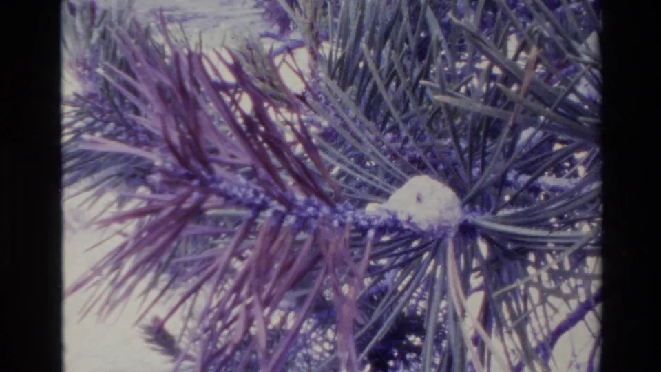Close 1980 Big Sur home-movie detail of pine needles and a small pale cone, rendered in soft purple-blue 8mm color.