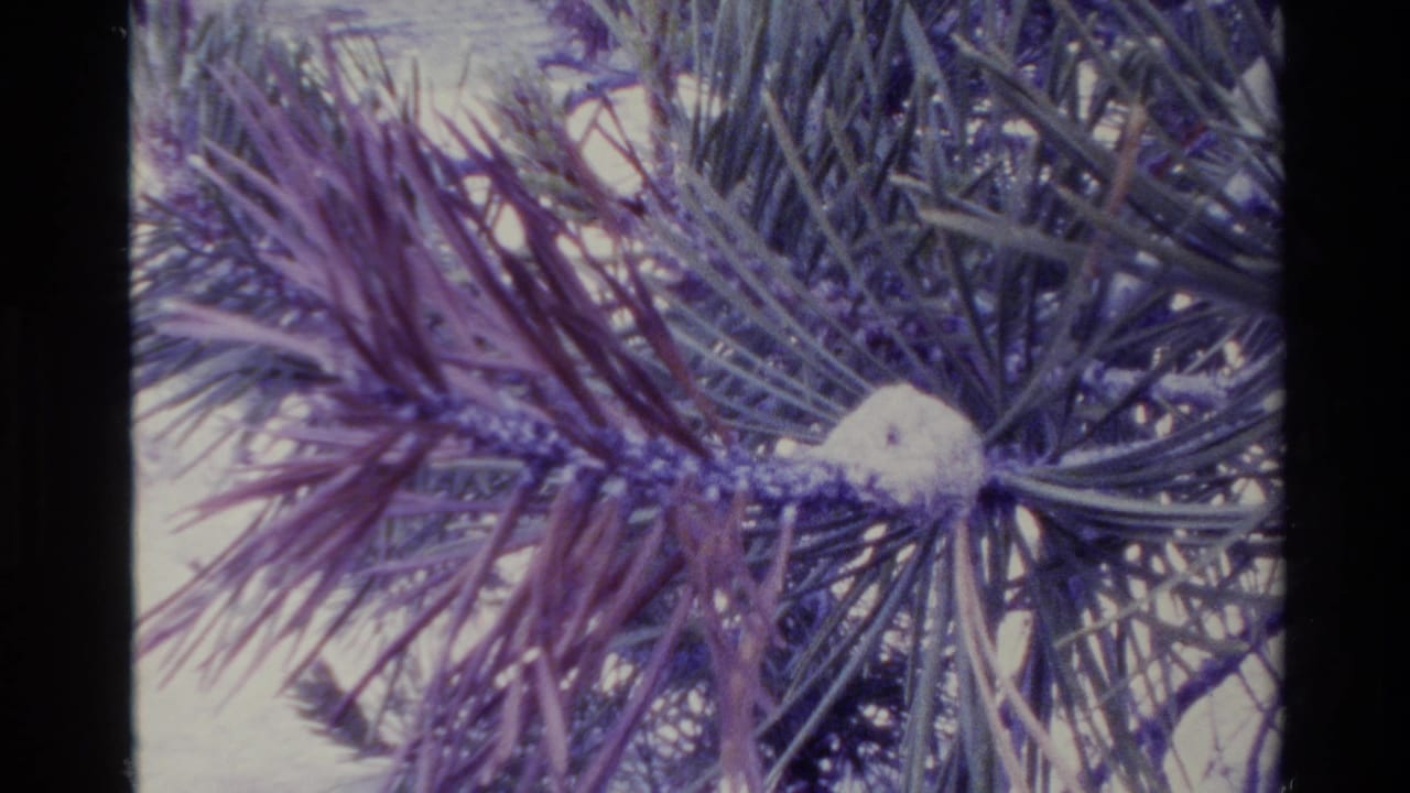 1980 Big Sur 8mm close-up of pine needles and a white lumpy object on a branch, with purple-blue color drift and soft focus.
