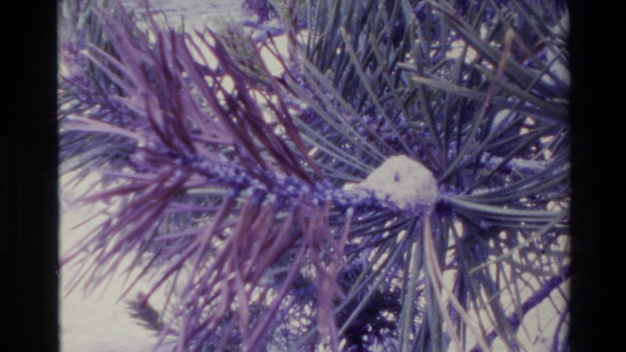Close 8mm view of Big Sur pine needles with a white object on the branch, tinted purple and blue by aged film color.